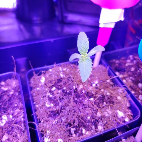Super Lemon Haze growlog timeline photo