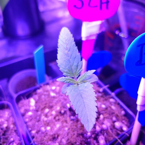Super Lemon Haze growlog timeline photo