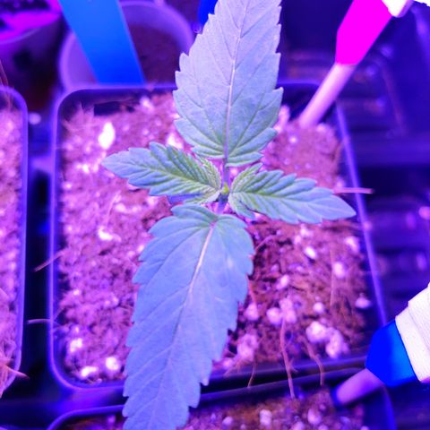 Super Lemon Haze growlog timeline photo