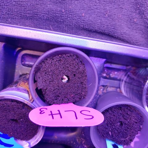Super Lemon Haze growlog timeline photo
