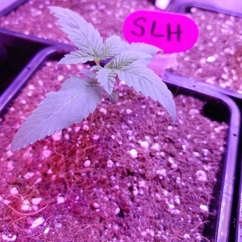 Super Lemon Haze growlog timeline photo