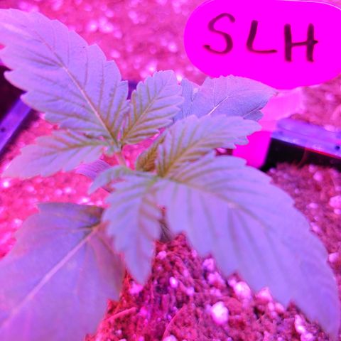 Super Lemon Haze growlog timeline photo