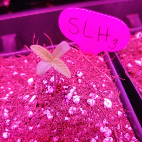 Super Lemon Haze growlog timeline photo