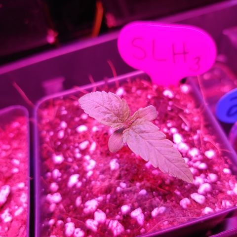 Super Lemon Haze growlog timeline photo