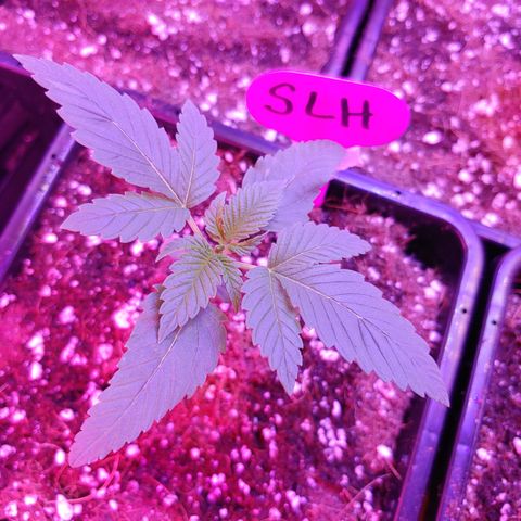 Super Lemon Haze growlog timeline photo