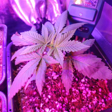 Super Lemon Haze growlog timeline photo