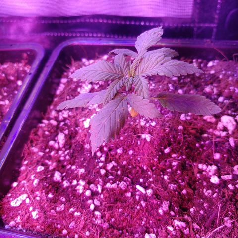 Super Lemon Haze growlog timeline photo