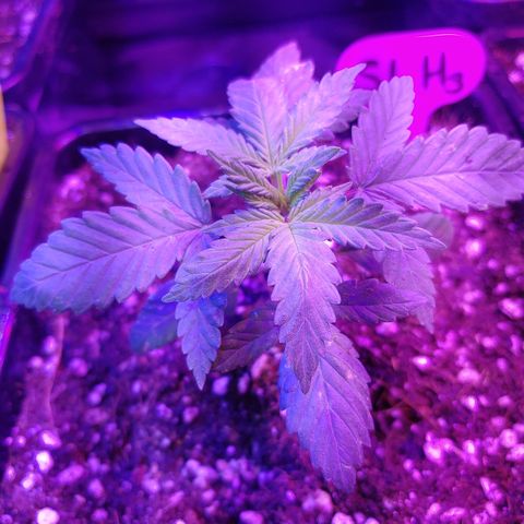 Super Lemon Haze growlog timeline photo