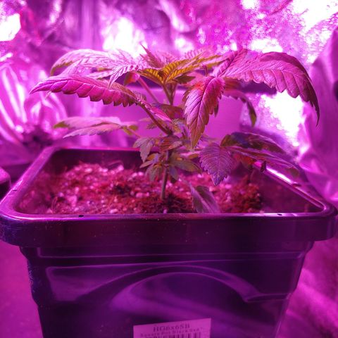 Super Lemon Haze growlog timeline photo
