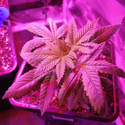 Super Lemon Haze growlog timeline photo