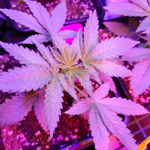 Super Lemon Haze growlog timeline photo