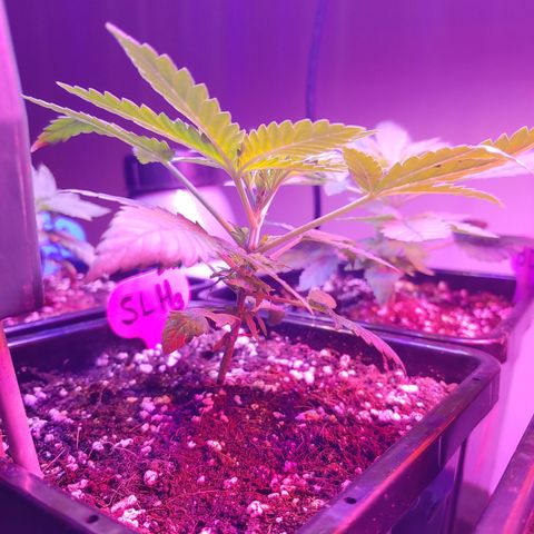 Super Lemon Haze growlog timeline photo