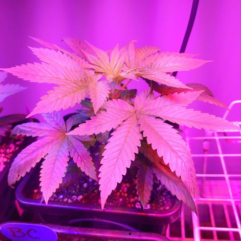 Super Lemon Haze growlog timeline photo