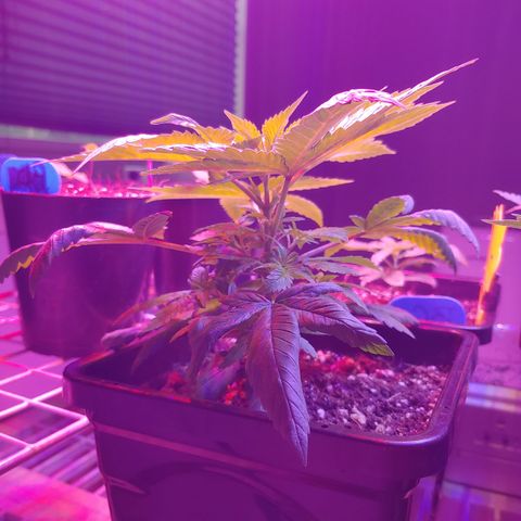 Super Lemon Haze growlog timeline photo