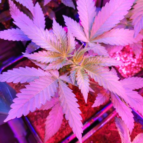 Super Lemon Haze growlog timeline photo