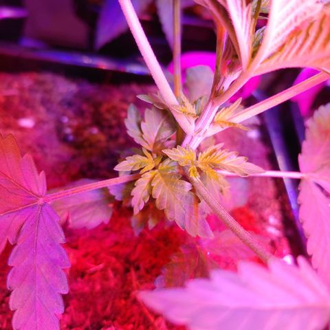 Super Lemon Haze growlog timeline photo
