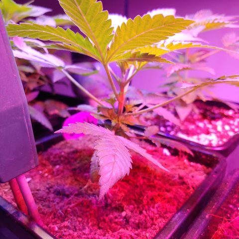 Super Lemon Haze growlog timeline photo