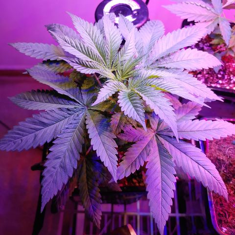 Super Lemon Haze growlog timeline photo