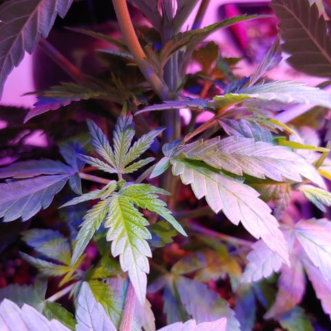 Super Lemon Haze growlog timeline photo