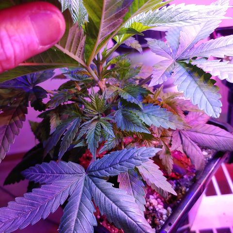 Super Lemon Haze growlog timeline photo