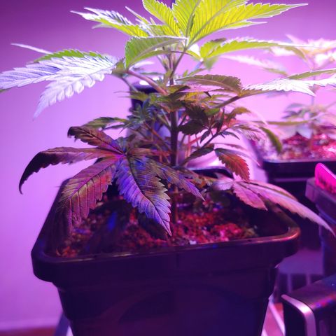 Super Lemon Haze growlog timeline photo
