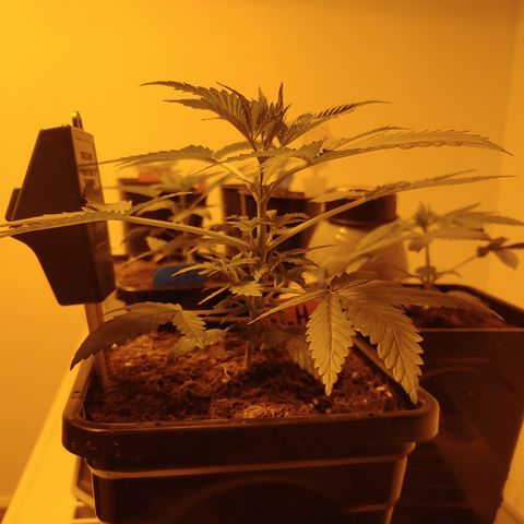 Super Lemon Haze growlog timeline photo