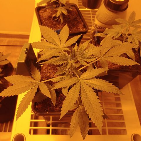 Super Lemon Haze growlog timeline photo
