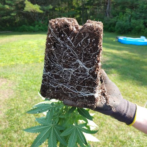 Super Lemon Haze growlog timeline photo