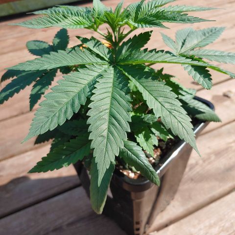 Super Lemon Haze growlog timeline photo