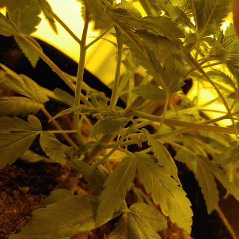 Super Lemon Haze growlog timeline photo