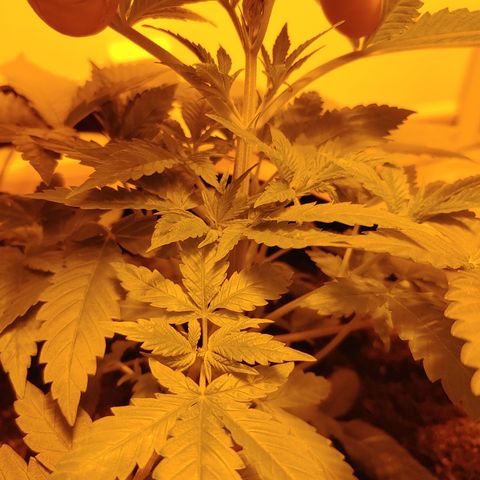Super Lemon Haze growlog timeline photo