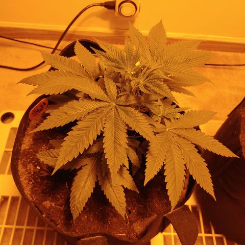 Super Lemon Haze growlog timeline photo