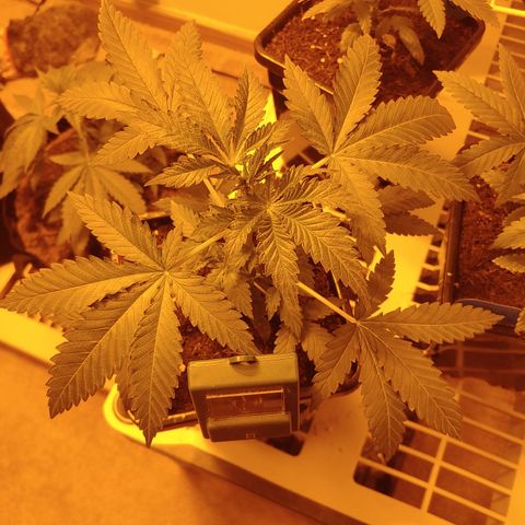 Super Lemon Haze growlog timeline photo