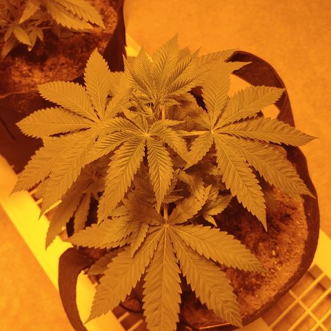 Super Lemon Haze growlog timeline photo