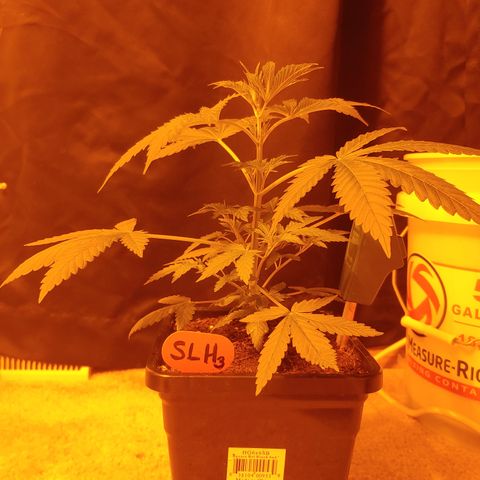 Super Lemon Haze growlog timeline photo