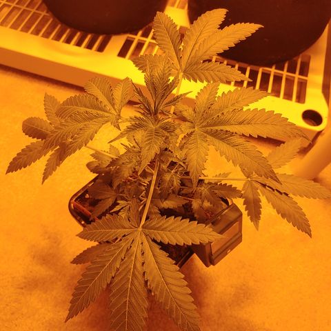 Super Lemon Haze growlog timeline photo