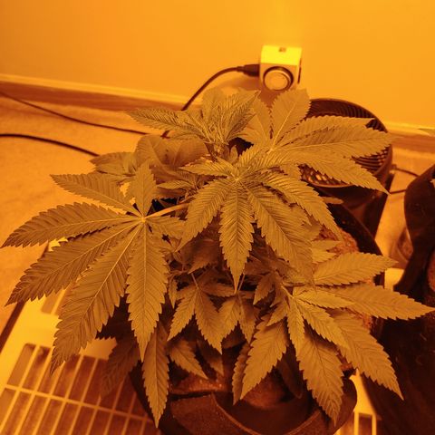 Super Lemon Haze growlog timeline photo