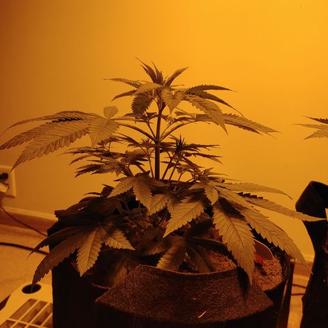 Super Lemon Haze growlog timeline photo