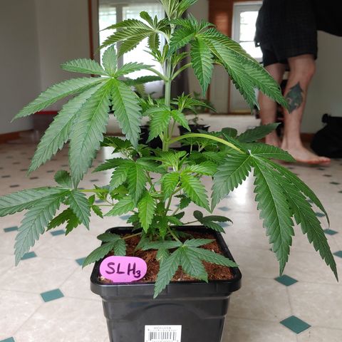 Super Lemon Haze growlog timeline photo