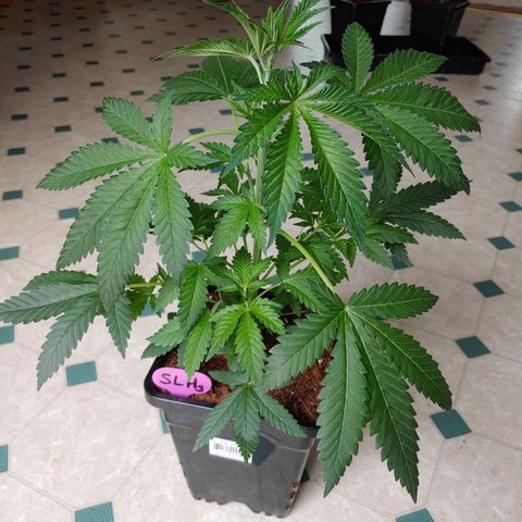 Super Lemon Haze growlog timeline photo