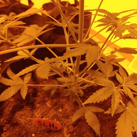 Super Lemon Haze growlog timeline photo