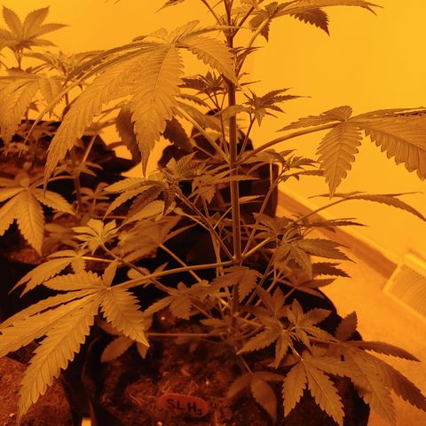 Super Lemon Haze growlog timeline photo