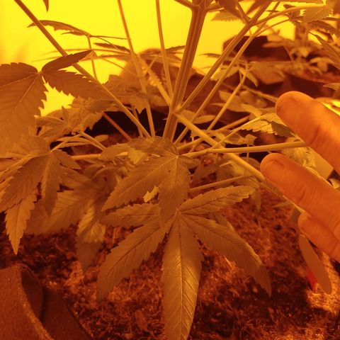 Super Lemon Haze growlog timeline photo