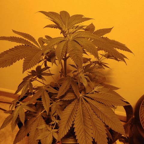 Super Lemon Haze growlog timeline photo