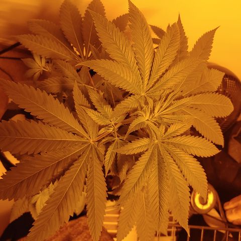 Super Lemon Haze growlog timeline photo