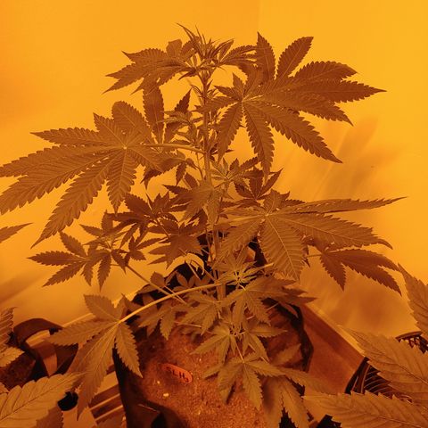 Super Lemon Haze growlog timeline photo