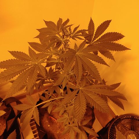 Super Lemon Haze growlog timeline photo