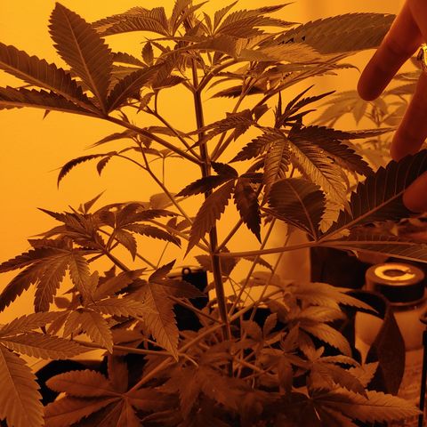 Super Lemon Haze growlog timeline photo