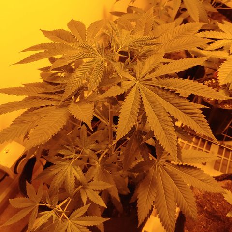Super Lemon Haze growlog timeline photo