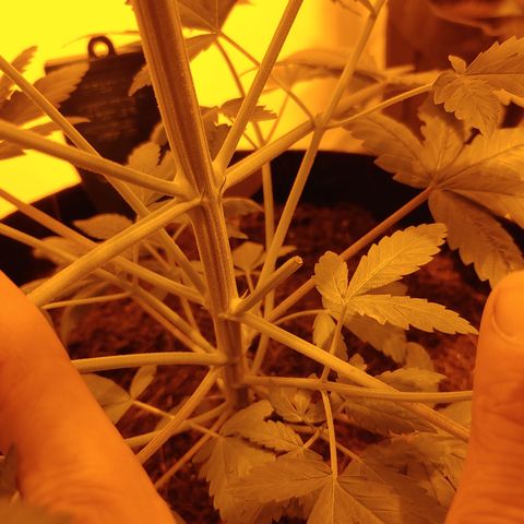 Super Lemon Haze growlog timeline photo